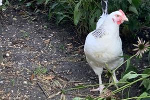 Kippen die op mais wachten